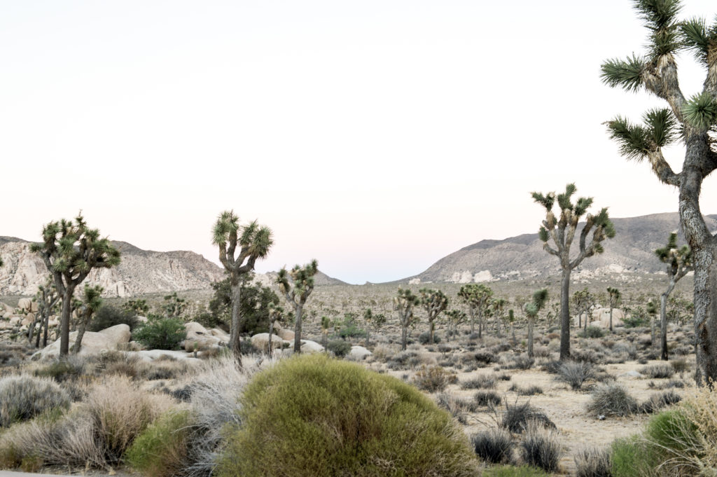 anthropologie maxi joshua tree-16