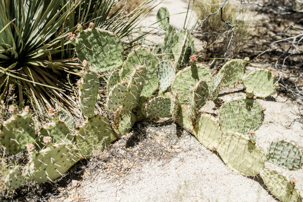 palm_springs_desert_rebecca_minkoff-8